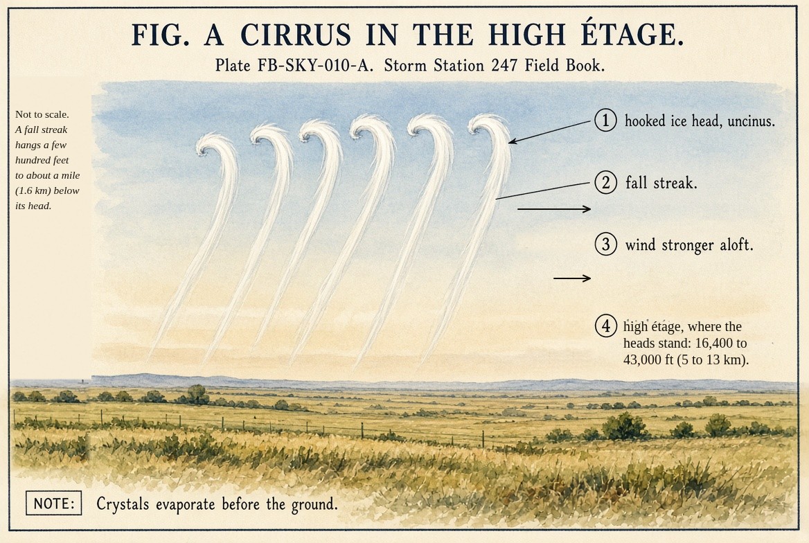 Hooked heads of ice high over a prairie, each trailing a fall streak down and back into slower wind.