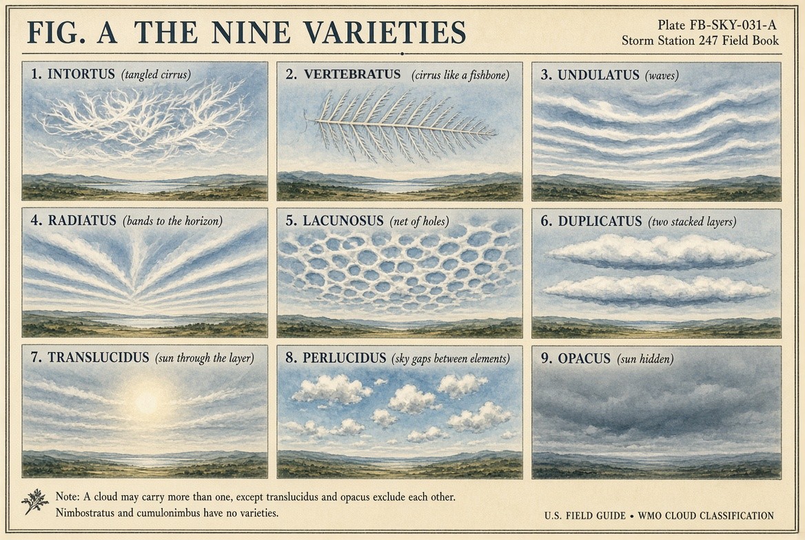 Each variety painted in its own sky: the arrangement of a cloud, or how much light it lets through.