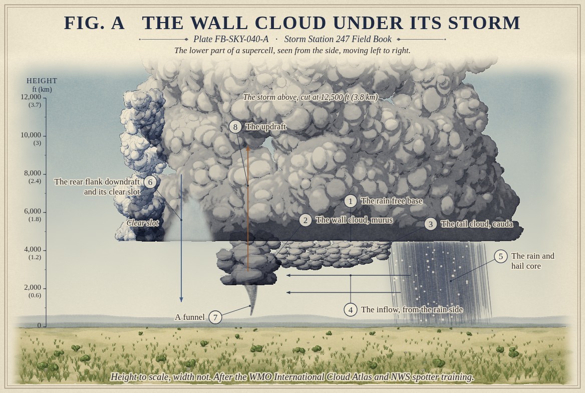 A painted section of the lower part of a supercell over a prairie, heights to scale from the ground to 13,000 feet (4 kilometres), the storm moving left to right: a dark billowing storm cut off at 12,500 feet (3.8 kilometres) above a flat rain free base near 4,500 feet (1.4 kilometres); a dark wall cloud lowered beneath the updraft to about 2,300 feet (0.7 kilometres), banded as it turns, with a slender funnel beneath it; a tail cloud running from the wall toward the rain; two arrows of inflow from the rain side; the rain and hail core on the right; and on the left a clear slot of blue sky carved by the rear flank downdraft.